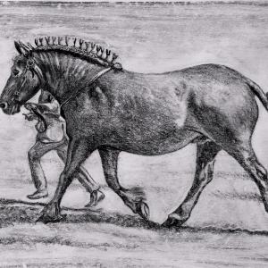 Kate Batchelor Suffolk Punch at the Show Monoprint Crayon