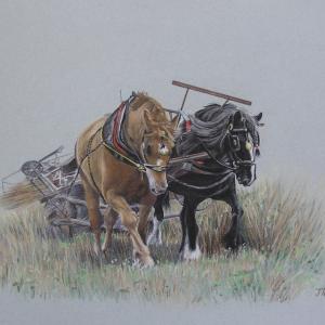 Jan Couling Clare. Working horses Shire and Punch Pastel