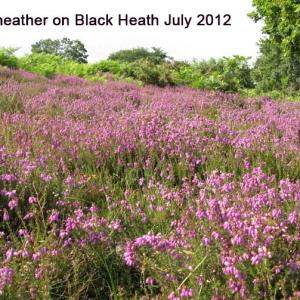 Bell-Heath-on-Black-Heath-July-2012.jpg