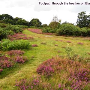Footpath-thru-the-heather-Black-Heath.jpg