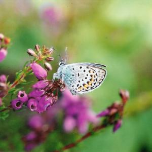 Silver-studded-Blue-butterfly.jpg