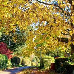 5 Autumn in Wenhaston